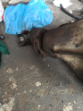 Oto Çıkma Parça / Mitsubishi / L200 / Defransiyel / Ön Defransiyel / Çıkma Parça 