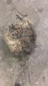 Oto Çıkma Parça / Toyota / Corolla / Şanzıman / Şanzıman Komple / Çıkma Parça 