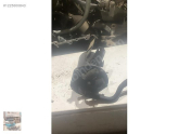 7N0127400 vw passat mazot filtresi