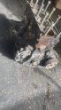 Oto Çıkma Parça / Renault / Laguna / Motor / Blok / Çıkma Parça 