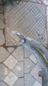 Oto Çıkma Parça / Opel / Astra / Tampon / Ön Tampon / Çıkma Parça 