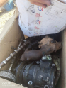 KİA CARNİVAL 2.9 MOTOR PARÇALARI-ALKO OTOMOTİV