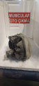Oto Çıkma Parça / Opel / Corsa / Far & Stop / Sağ Ön Far / Çıkma Parça 
