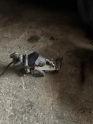Oto Çıkma Parça / Bmw / 5 Serisi / Motor / EGR / Çıkma Parça 
