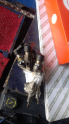 Oto Çıkma Parça / Ford / Tourneo Connect / Motor / Enjektör / Çıkma Parça 