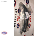 Oto Çıkma Parça / Ford / Tourneo Courier / Tampon / Ön Tampon / Çıkma Parça 