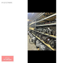 Oto Çıkma Parça / Audi / A5 / Motor / Turbo / Çıkma Parça 