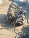 Oto Çıkma Parça / Suzuki / Maruti / Motor / Motor (komple) / Çıkma Parça 