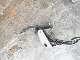 DACİA LOGAN PEDAL OTO FEDAİ