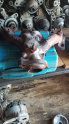 Renault 1.6 8 valf motor eksoz manifolt enjeksiyonlu motor