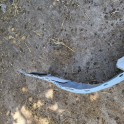 Oto Çıkma Parça / Volkswagen / Passat / Tampon / Arka Tampon / Çıkma Parça 