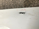Oto Çıkma Parça / Renault / Clio / Tampon / Tampon Kaplaması / Çıkma Parça 