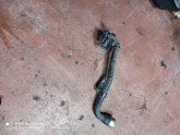 Oto Çıkma Parça / Renault / Clio / Motor / Turbo Hortumu / Çıkma Parça 