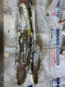 BMW 5.30D E60 sağ sol tavan Airbag hatasız