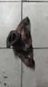 Oto Çıkma Parça / Peugeot / 206 / Egzoz / Egzoz Manifoldu / Çıkma Parça 
