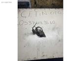 Oto Çıkma Parça / Renault / Express / Fan / Fan Termiği / Çıkma Parça 