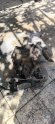 323 MAZDA YARIM MOTOR 1990-1997 1.6