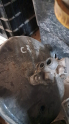 Oto Çıkma Parça / Opel / Corsa / Fren / Westinghouse / Çıkma Parça 