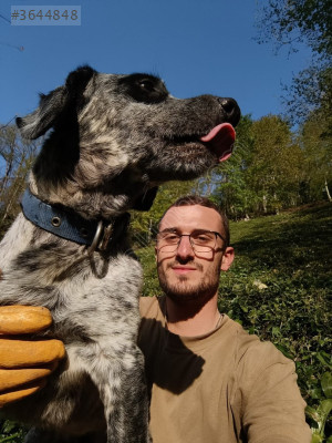 KÖPEK CHEROKEE 2 TL YE SATILIR