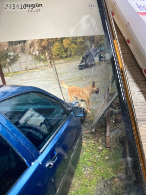 Fiat Tempra bagaj kapağı